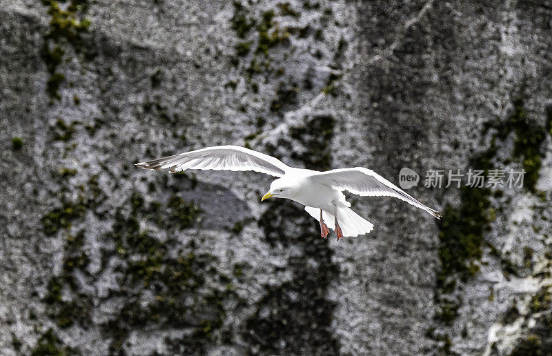 美洲鲱鱼鸥或史密森尼鸥(Larus smithsonianus或Larus argentatus smithsonianus)是一种在北美繁殖的大型海鸥，是鲱鱼鸥(L. argentatus)的亚种。弗雷德里克海湾，阿拉斯加。飞行。